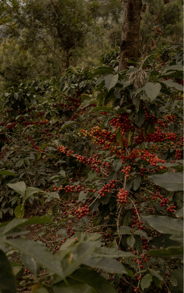 Lugar Colombia Galeras